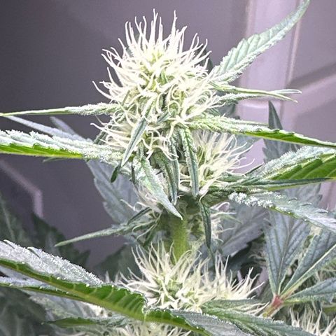 Froot by the Foot growlog timeline photo