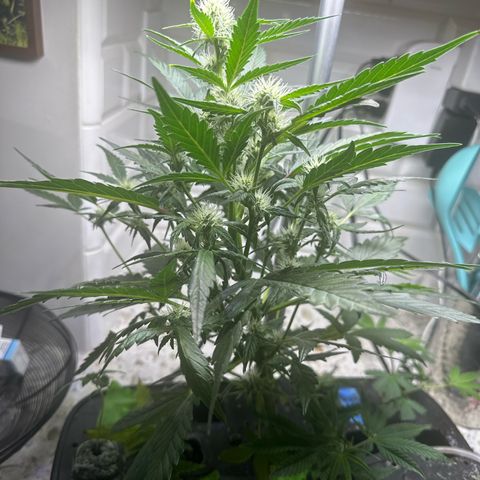 Froot by the Foot growlog timeline photo