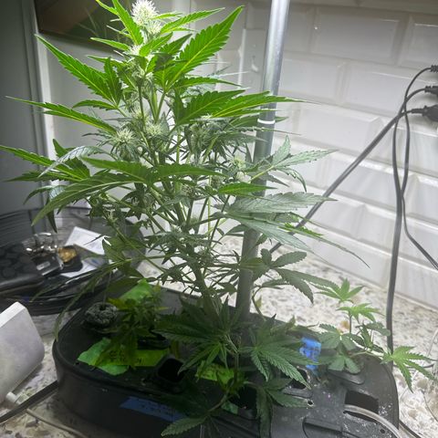 Froot by the Foot growlog timeline photo