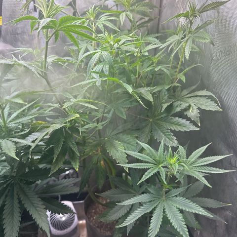 GMO Bomb growlog timeline photo