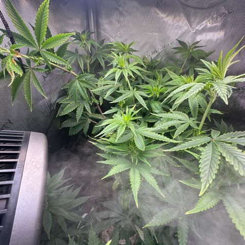 GMO Bomb growlog timeline photo