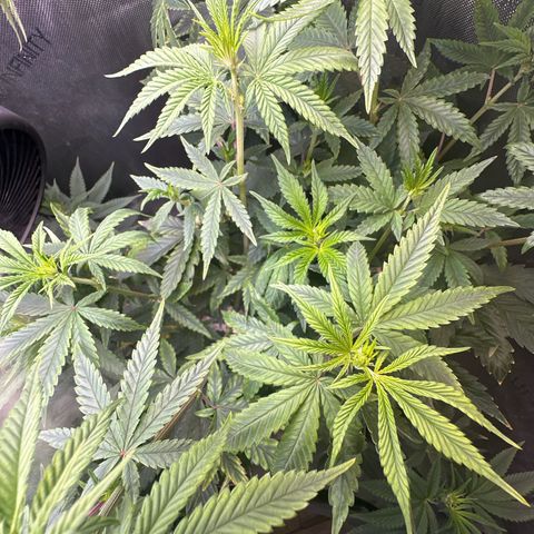 GMO Bomb growlog timeline photo
