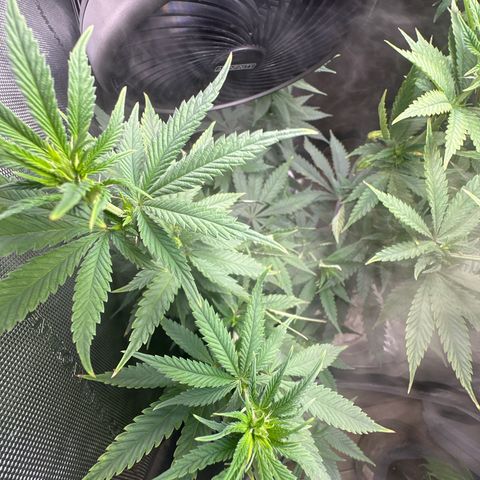 Cherry Lime Reserve growlog timeline photo