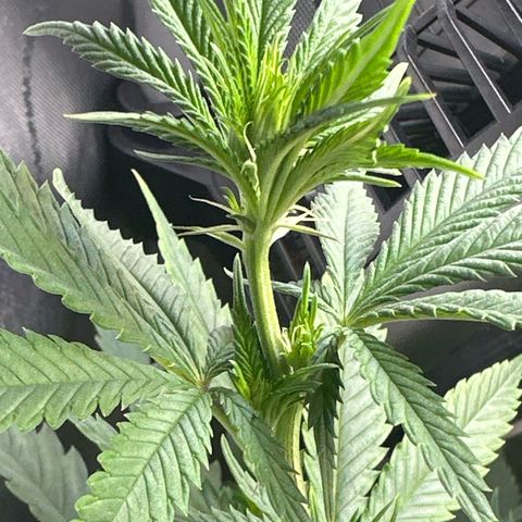 Cherry Lime Reserve growlog timeline photo