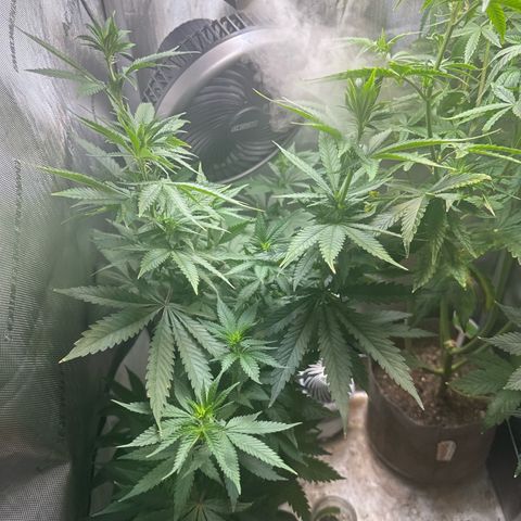 Cherry Lime Reserve growlog timeline photo