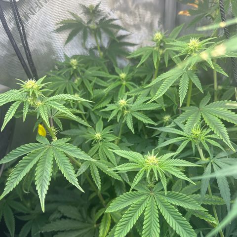 GMO Bomb growlog timeline photo