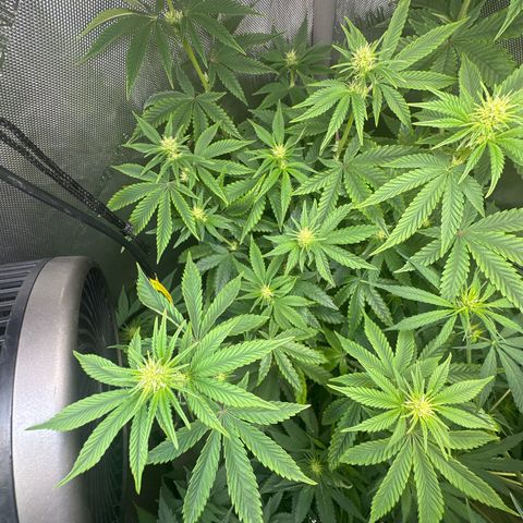 GMO Bomb growlog timeline photo