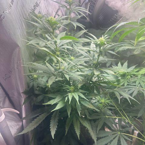 Cherry Lime Reserve growlog timeline photo