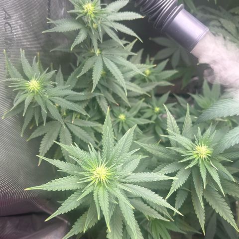 Cherry Lime Reserve growlog timeline photo
