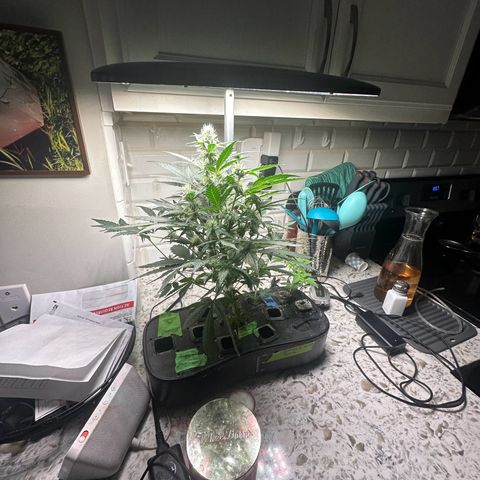 Froot by the Foot growlog timeline photo