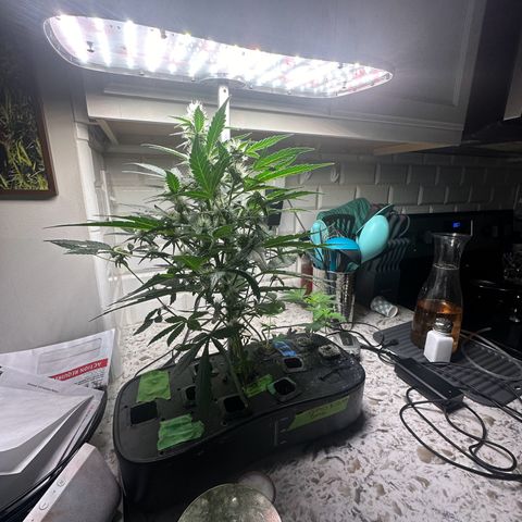 Froot by the Foot growlog timeline photo