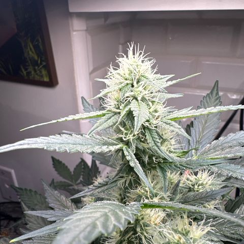 Froot by the Foot growlog timeline photo