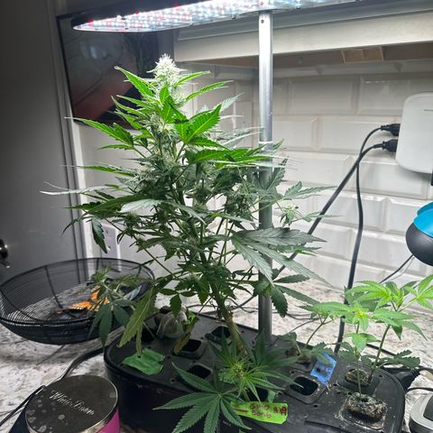 Froot by the Foot growlog timeline photo