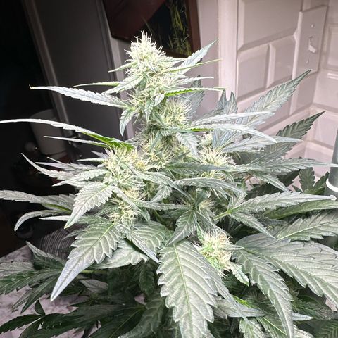 Froot by the Foot growlog timeline photo