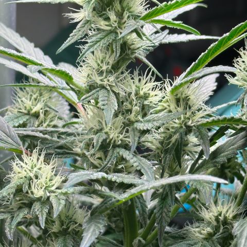 Froot by the Foot growlog timeline photo