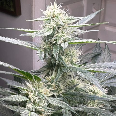 Froot by the Foot growlog timeline photo