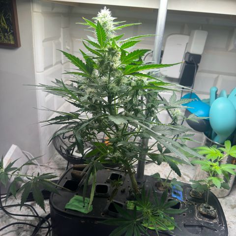 Froot by the Foot growlog timeline photo