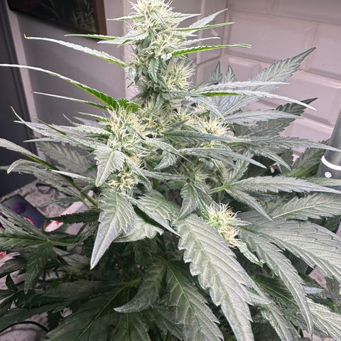 Froot by the Foot growlog timeline photo