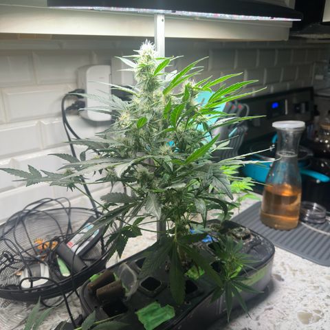 Froot by the Foot growlog timeline photo