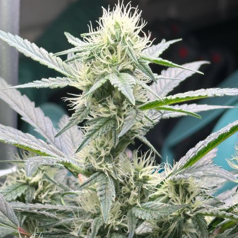 Froot by the Foot growlog timeline photo