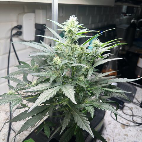 Froot by the Foot growlog timeline photo