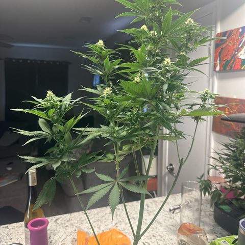Cherry Lime Reserve growlog photo: Before and after defoliation 