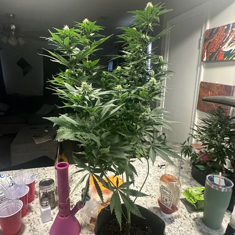 Cherry Lime Reserve growlog photo: Before and after defoliation 