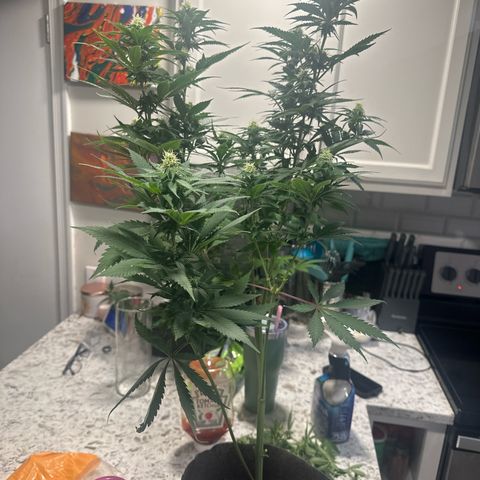 Cherry Lime Reserve growlog photo: Before and after defoliation 