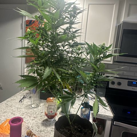 Cherry Lime Reserve growlog photo: Before and after defoliation 