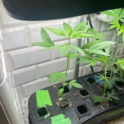 Night Owl’s Chem ‘N’ Kush growlog timeline photo