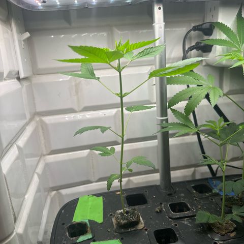 Night Owl’s Chem ‘N’ Kush growlog timeline photo