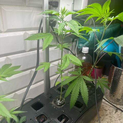 Night Owl’s Chem ‘N’ Kush growlog timeline photo