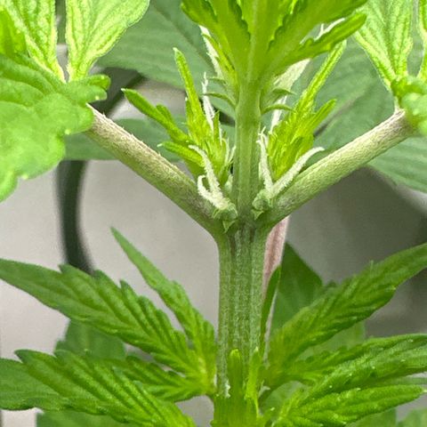 Night Owl’s Chem ‘N’ Kush growlog timeline photo