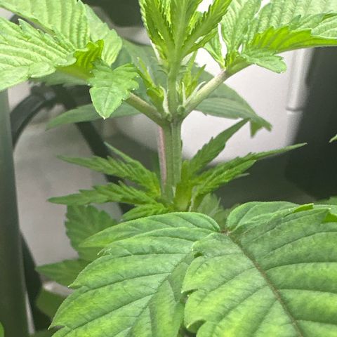 Night Owl’s Chem ‘N’ Kush growlog timeline photo