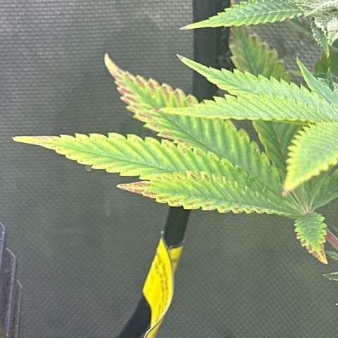 GMO Bomb growlog timeline photo