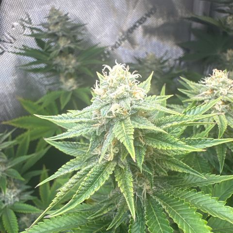 GMO Bomb growlog timeline photo