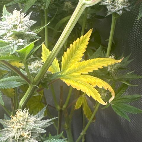 GMO Bomb growlog timeline photo