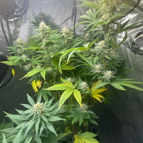 GMO Bomb growlog timeline photo