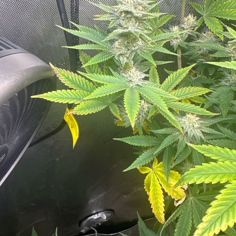 GMO Bomb growlog timeline photo