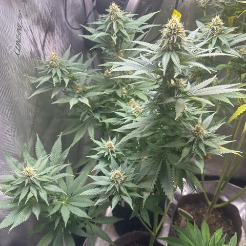 Cherry Lime Reserve growlog timeline photo