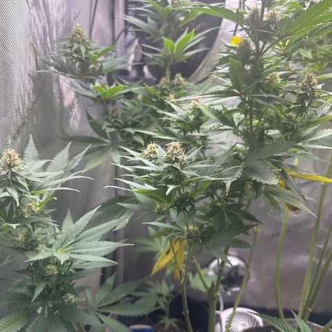 Cherry Lime Reserve growlog timeline photo