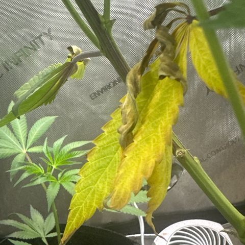 Cherry Lime Reserve growlog timeline photo