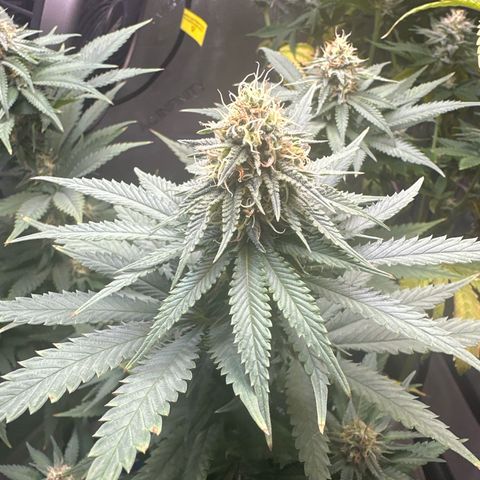 Cherry Lime Reserve growlog timeline photo