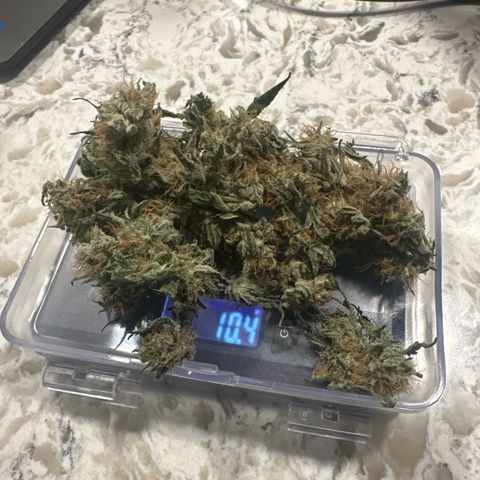 Froot by the Foot growlog timeline photo