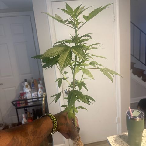 Night Owl’s Chem ‘N’ Kush growlog timeline photo