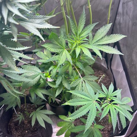 Night Owl’s Chem ‘N’ Kush growlog timeline photo