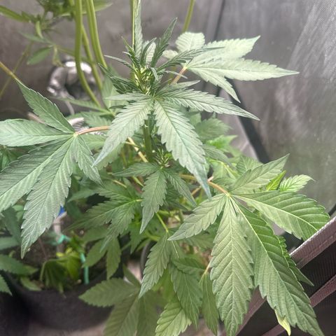 Night Owl’s Chem ‘N’ Kush growlog timeline photo