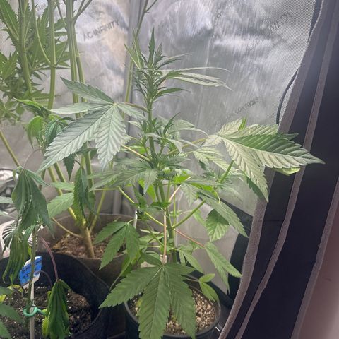 Night Owl’s Chem ‘N’ Kush growlog timeline photo