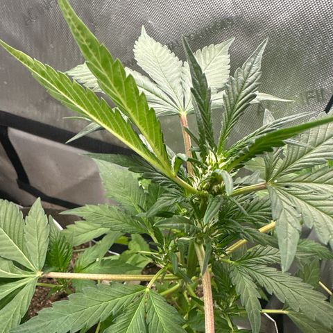 Night Owl’s Chem ‘N’ Kush growlog timeline photo