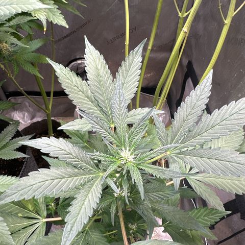 Night Owl’s Chem ‘N’ Kush growlog timeline photo